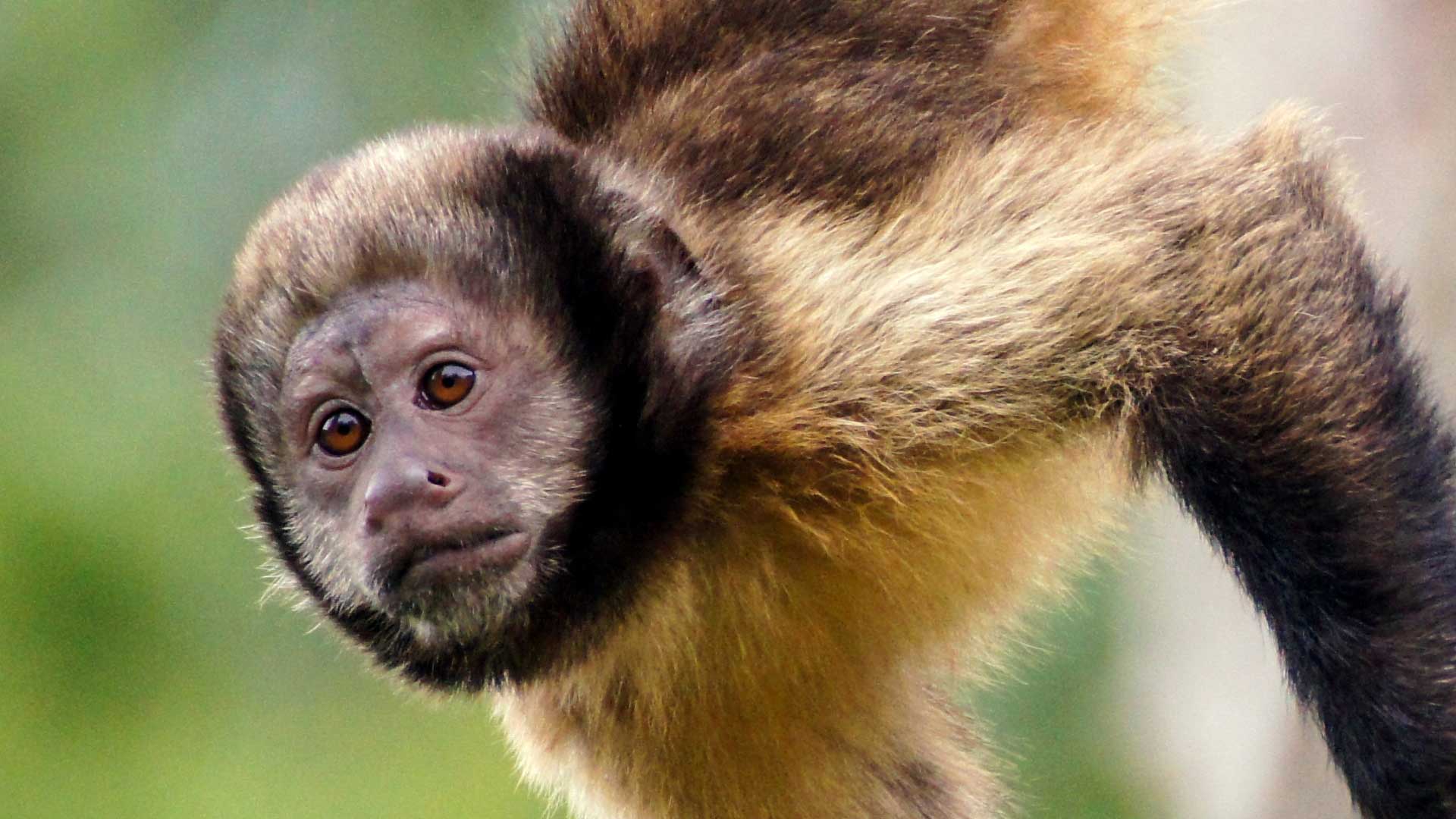 Capuchin Monkeys