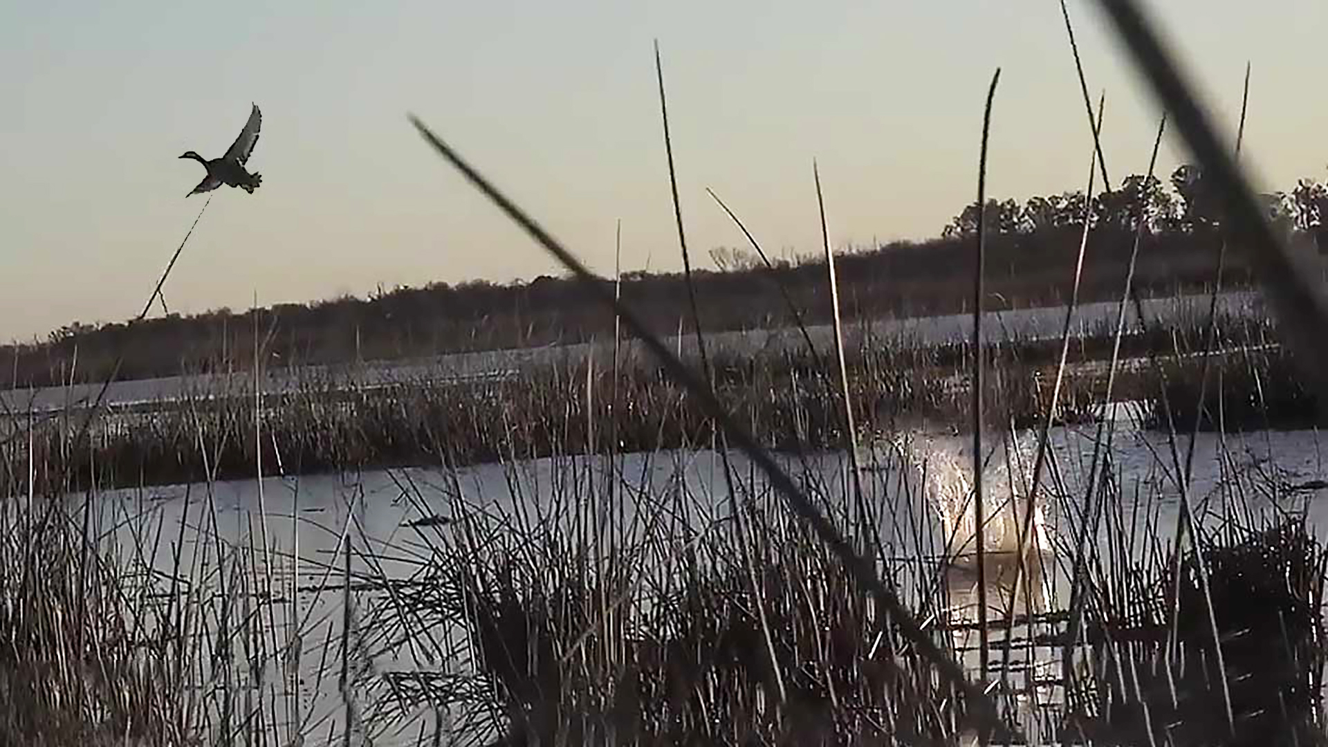 Duck Shooting in Argentina