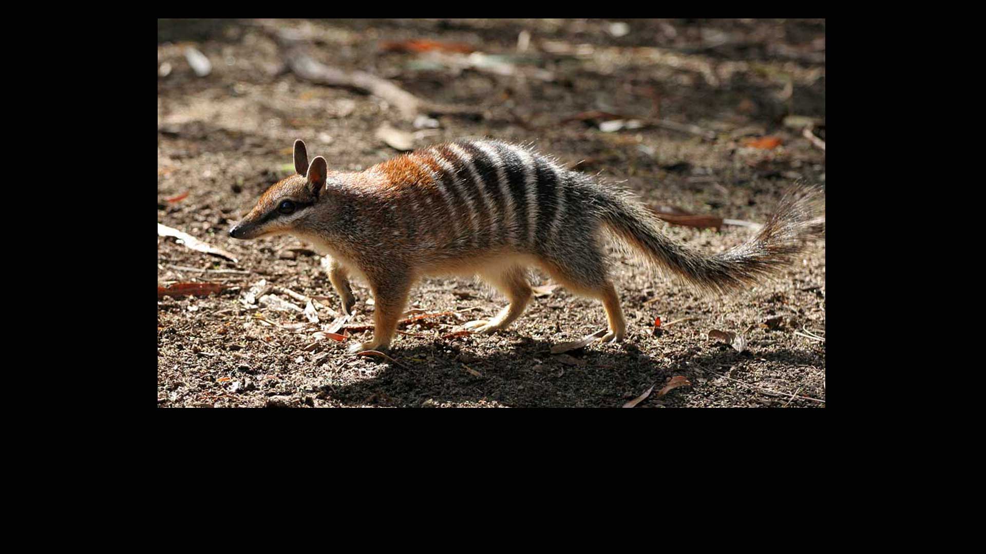 Numbats