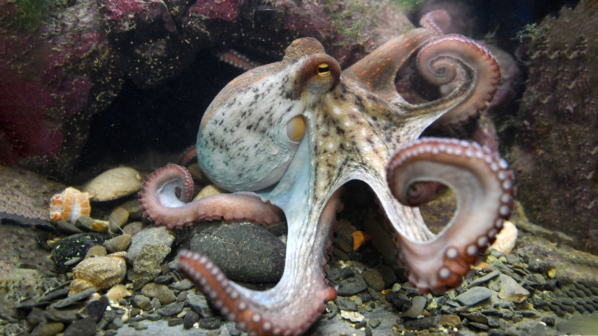 Octopus Intelligence