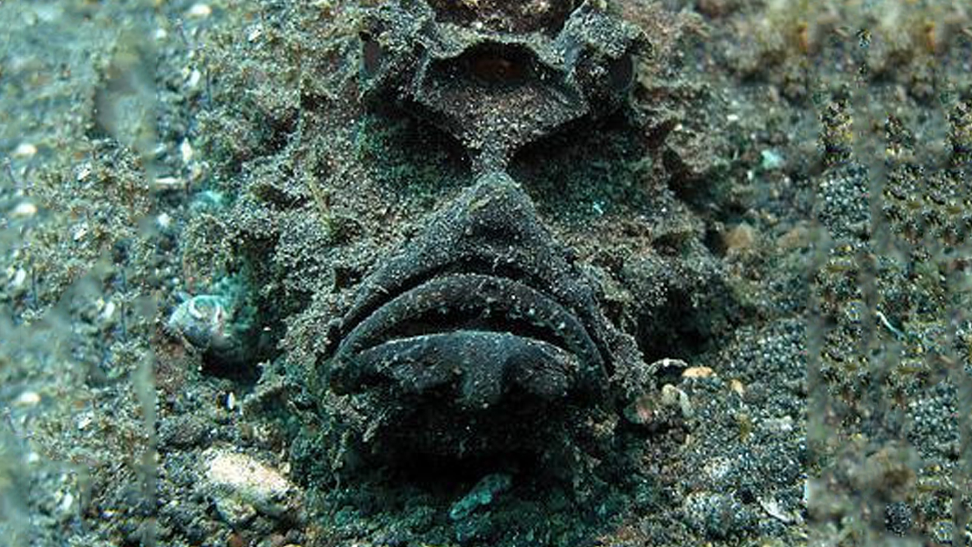 Stonefish