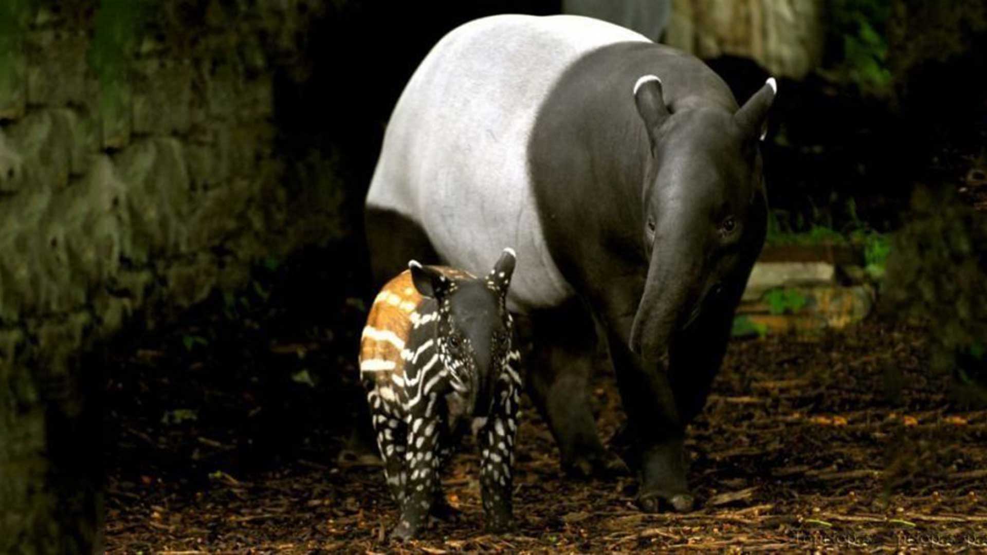 Tapirs