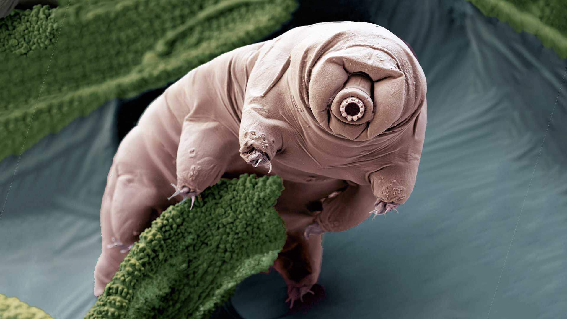 Tardigrades