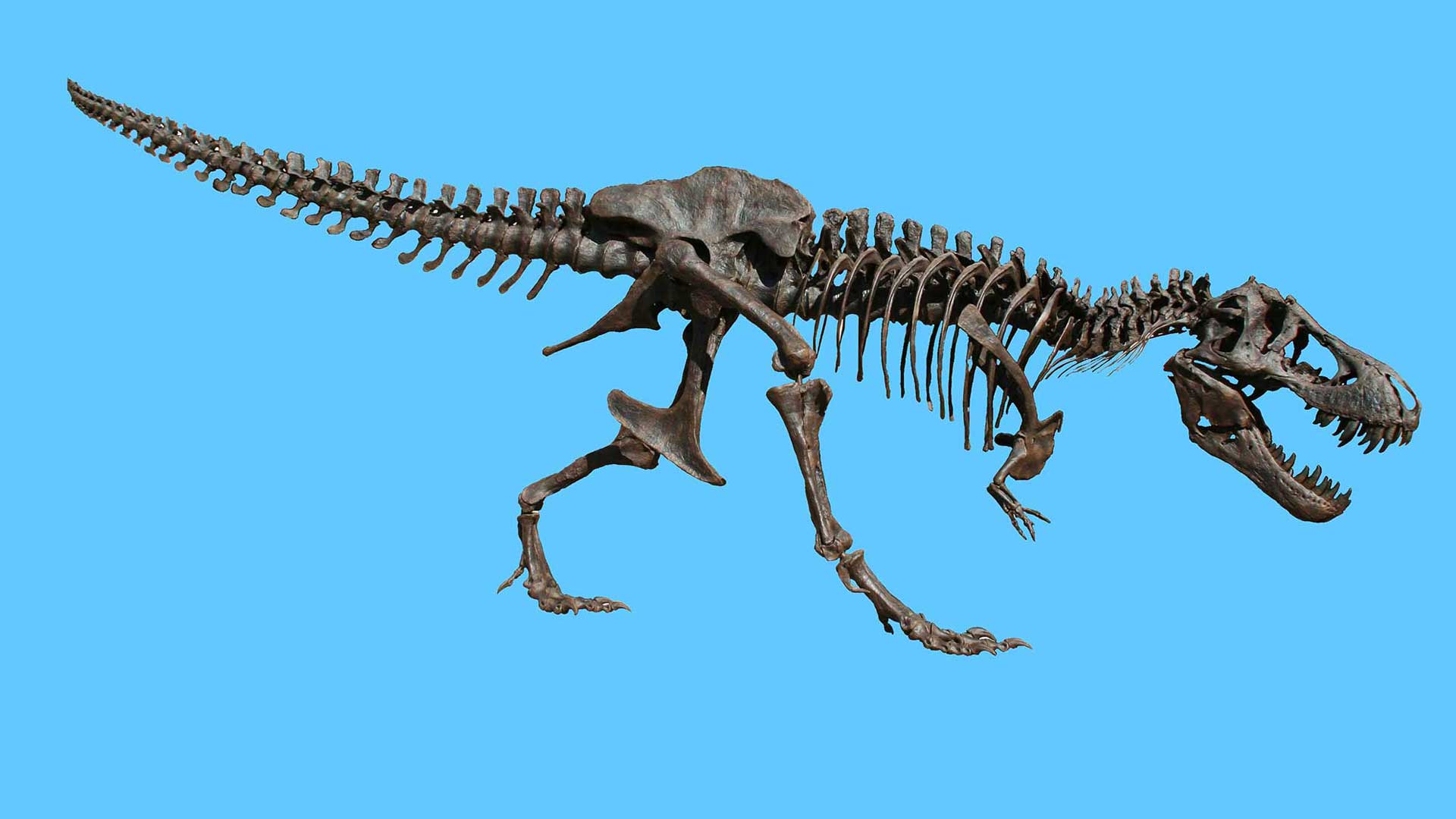 Theropod Dinosaurs